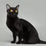 Бомбейская кошка фото и описание породы, характеристики