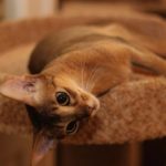 Кошка порода "Абиссинская" - фото №3