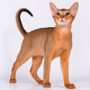 Абиссинская кошка описание породы и характера, фото и видео