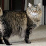 Американский бобтейл фото кошек, описание породы, характер