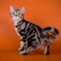 Американская короткошерстная кошка описание породы и характера