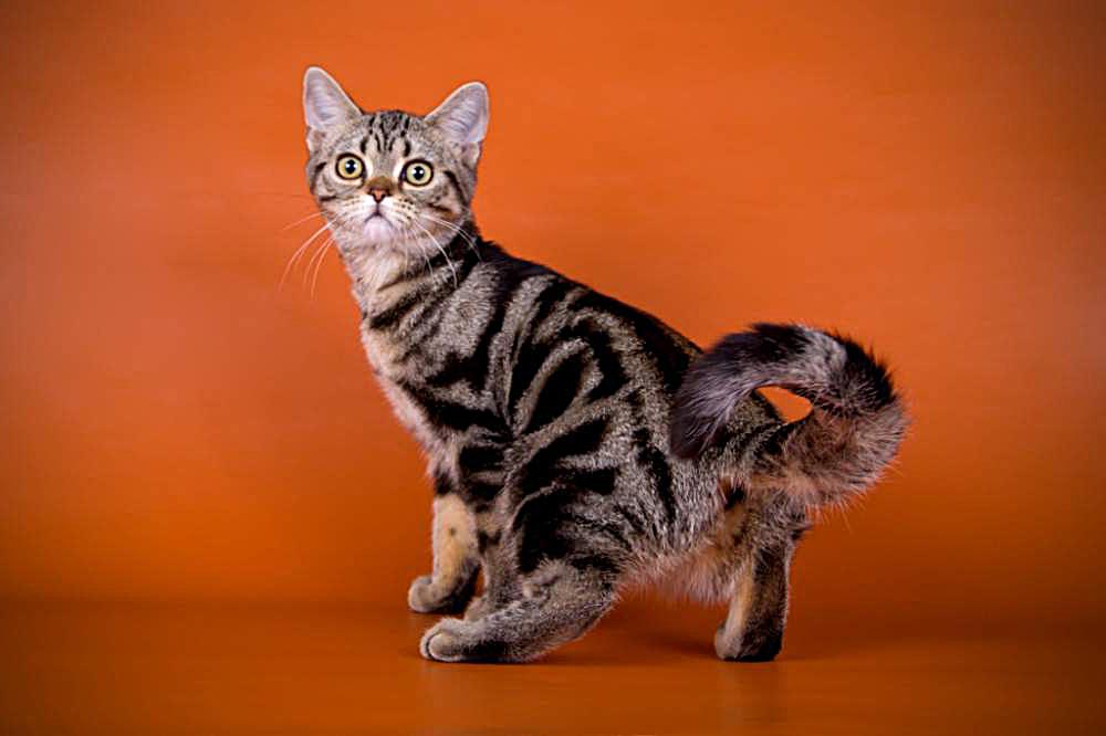 Американская Короткошерстная Кошка Фото