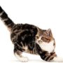 Американская жесткошерстная кошка описание породы, фото