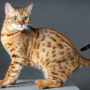 Бенгальская кошка фото и описание породы, характеристики