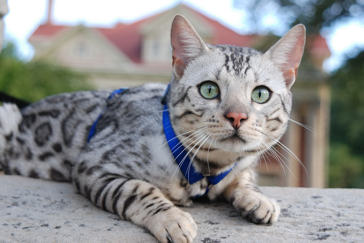 бенгальская кошка фото и описание породы характеристики