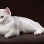 Бурмилла кошка описание породы и характера, фото