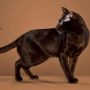 Гавана кошка фото, описание породы и характера